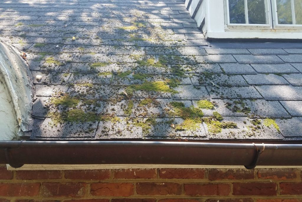 moss on a roof