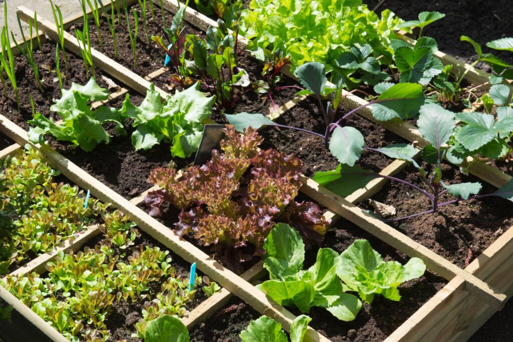 Vegetable starts in a planter box